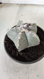 ASTROPHYTUM MYRIOSTIGMA Nº 620 – vaso 15 - Imagem 6