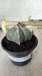 ASTROPHYTUM MYRIOSTIGMA Nº 620 – vaso 15 - Imagem 4