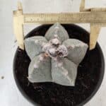 ASTROPHYTUM MYRIOSTIGMA Nº 620 – vaso 15