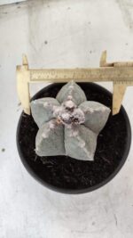 ASTROPHYTUM MYRIOSTIGMA Nº 620 – vaso 15