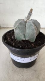 ASTROPHYTUM MYRIOSTIGMA Nº 621 – vaso 15 - Imagem 2
