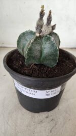 ASTROPHYTUM MYRIOSTIGMA  Nº 621 – vaso 15 - Imagem 2