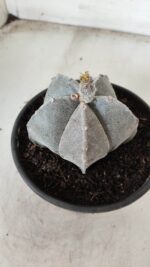 ASTROPHYTUM MYRIOSTIGMA Nº 621 – vaso 15 - Imagem 3