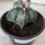 ASTROPHYTUM MYRIOSTIGMA  Nº 621 – vaso 15