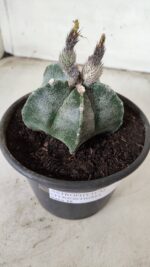 ASTROPHYTUM MYRIOSTIGMA  Nº 621 – vaso 15