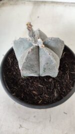 ASTROPHYTUM MYRIOSTIGMA Nº 621 – vaso 15 - Imagem 7