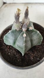 ASTROPHYTUM MYRIOSTIGMA  Nº 621 – vaso 15 - Imagem 3