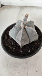 ASTROPHYTUM MYRIOSTIGMA Nº 621 – vaso 15 - Imagem 6