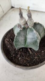 ASTROPHYTUM MYRIOSTIGMA  Nº 621 – vaso 15 - Imagem 7