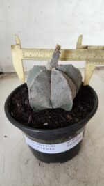 ASTROPHYTUM MYRIOSTIGMA Nº 621 – vaso 15 - Imagem 4