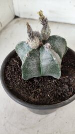 ASTROPHYTUM MYRIOSTIGMA  Nº 621 – vaso 15 - Imagem 6