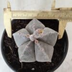 ASTROPHYTUM MYRIOSTIGMA Nº 621 – vaso 15