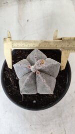 ASTROPHYTUM MYRIOSTIGMA Nº 621 – vaso 15