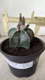 ASTROPHYTUM MYRIOSTIGMA  Nº 621 – vaso 15 - Imagem 4