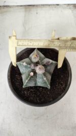ASTROPHYTUM MYRIOSTIGMA  Nº 621 – vaso 15 - Imagem 5