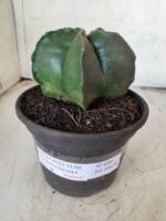 ASTROPHYTUM MYRIOSTIGMA  Nº 600 – vaso 15 - Imagem 2