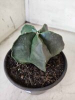 ASTROPHYTUM MYRIOSTIGMA  Nº 600 – vaso 15 - Imagem 8