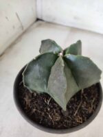ASTROPHYTUM MYRIOSTIGMA  Nº 600 – vaso 15 - Imagem 7