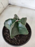 ASTROPHYTUM MYRIOSTIGMA  Nº 600 – vaso 15 - Imagem 6