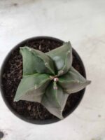 ASTROPHYTUM MYRIOSTIGMA  Nº 600 – vaso 15 - Imagem 3