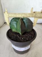 ASTROPHYTUM MYRIOSTIGMA  Nº 600 – vaso 15 - Imagem 4