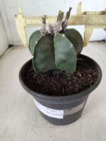 ASTROPHYTUM MYRIOSTIGMA "Nudum"  Nº 607 – vaso 15 - Imagem 7