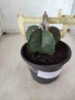 ASTROPHYTUM MYRIOSTIGMA "Nudum"  Nº 607 – vaso 15 - Imagem 4