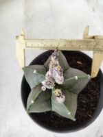 ASTROPHYTUM MYRIOSTIGMA "Nudum"  Nº 607 – vaso 15