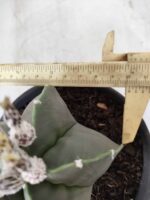 ASTROPHYTUM MYRIOSTIGMA "Nudum"  Nº 607 – vaso 15 - Imagem 5