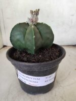 ASTROPHYTUM MYRIOSTIGMA "Nudum"  Nº 607 – vaso 15 - Imagem 14