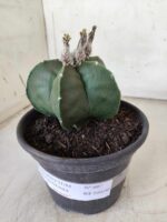 ASTROPHYTUM MYRIOSTIGMA "Nudum"  Nº 607 – vaso 15 - Imagem 13