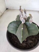 ASTROPHYTUM MYRIOSTIGMA "Nudum"  Nº 607 – vaso 15 - Imagem 11