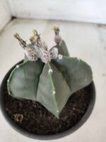 ASTROPHYTUM MYRIOSTIGMA "Nudum"  Nº 607 – vaso 15 - Imagem 10