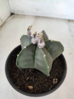 ASTROPHYTUM MYRIOSTIGMA "Nudum"  Nº 607 – vaso 15 - Imagem 9