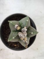 ASTROPHYTUM MYRIOSTIGMA "Nudum"  Nº 607 – vaso 15 - Imagem 3