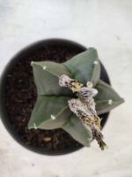 ASTROPHYTUM MYRIOSTIGMA "Nudum"  Nº 607 – vaso 15 - Imagem 8