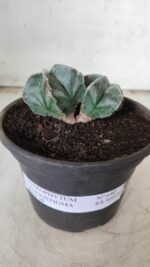 ASTROPHYTUM MYRIOSTIGMA BICÉFALO Nº 640 – vaso 15 - Imagem 2