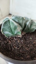 ASTROPHYTUM MYRIOSTIGMA BICÉFALO Nº 640 – vaso 15 - Imagem 8