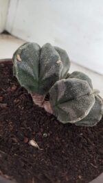 ASTROPHYTUM MYRIOSTIGMA BICÉFALO Nº 640 – vaso 15 - Imagem 6