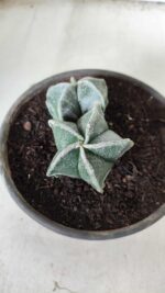 ASTROPHYTUM MYRIOSTIGMA BICÉFALO Nº 640 – vaso 15 - Imagem 7