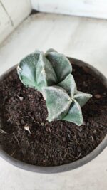 ASTROPHYTUM MYRIOSTIGMA BICÉFALO Nº 640 – vaso 15 - Imagem 12