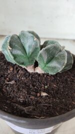 ASTROPHYTUM MYRIOSTIGMA BICÉFALO Nº 640 – vaso 15 - Imagem 3