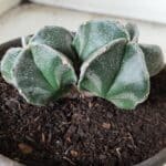 ASTROPHYTUM MYRIOSTIGMA BICÉFALO Nº 640 – vaso 15