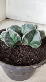 ASTROPHYTUM MYRIOSTIGMA BICÉFALO Nº 640 – vaso 15