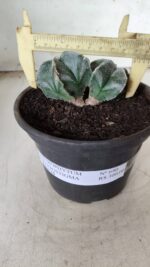 ASTROPHYTUM MYRIOSTIGMA BICÉFALO Nº 640 – vaso 15 - Imagem 10