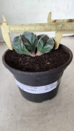 ASTROPHYTUM MYRIOSTIGMA BICÉFALO Nº 640 – vaso 15 - Imagem 4