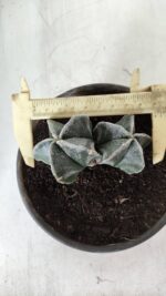ASTROPHYTUM MYRIOSTIGMA BICÉFALO Nº 640 – vaso 15 - Imagem 5