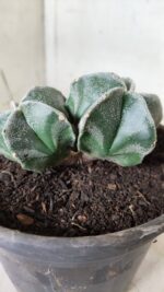 ASTROPHYTUM MYRIOSTIGMA BICÉFALO Nº 640 – vaso 15 - Imagem 9