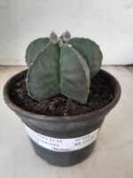 ASTROPHYTUM MYRIOSTIGMA "Nudum"  Nº 604 – vaso 15 - Imagem 2