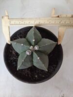 ASTROPHYTUM MYRIOSTIGMA "Nudum"  Nº 604 – vaso 15